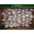 Normal White Garlic From Jinxiang For Export